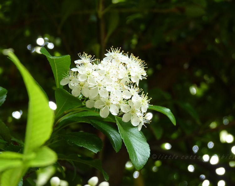 Pyracantha