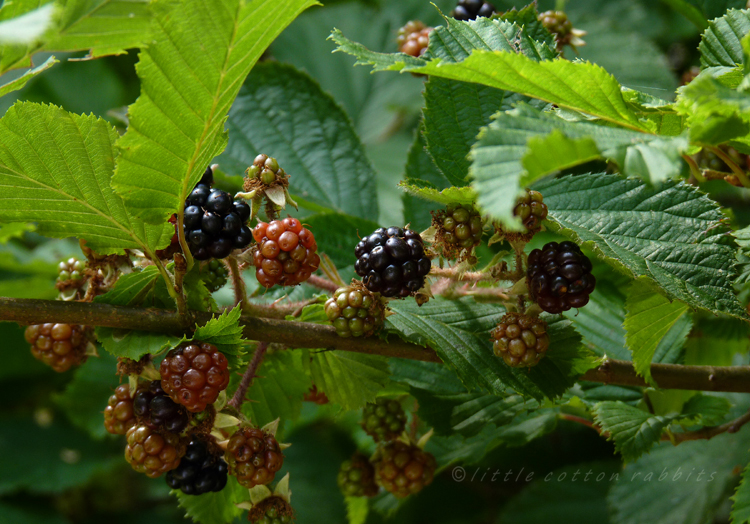 Blackberries