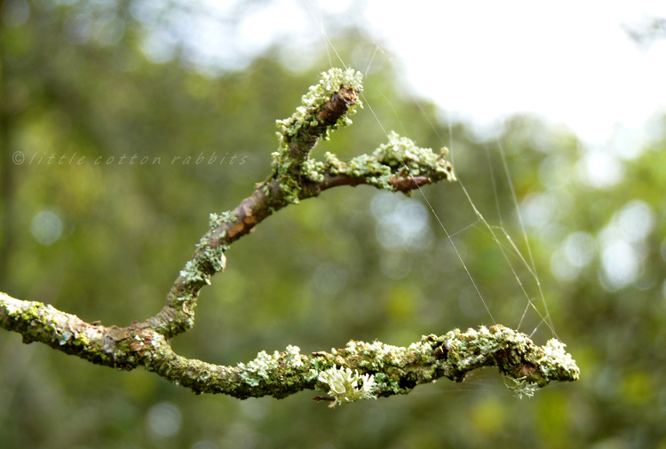 Lichens