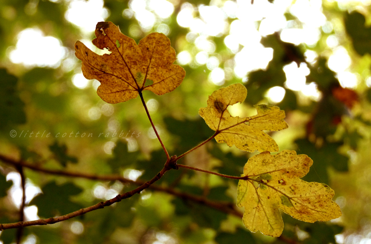 Leaves