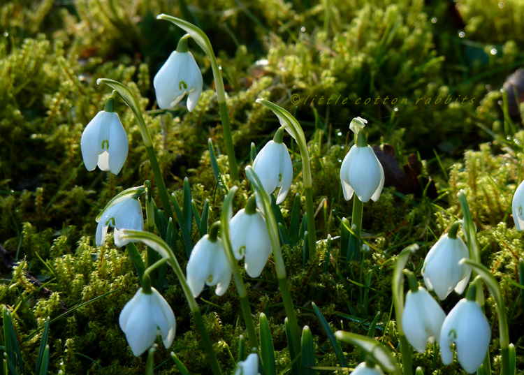 Snowdrop1