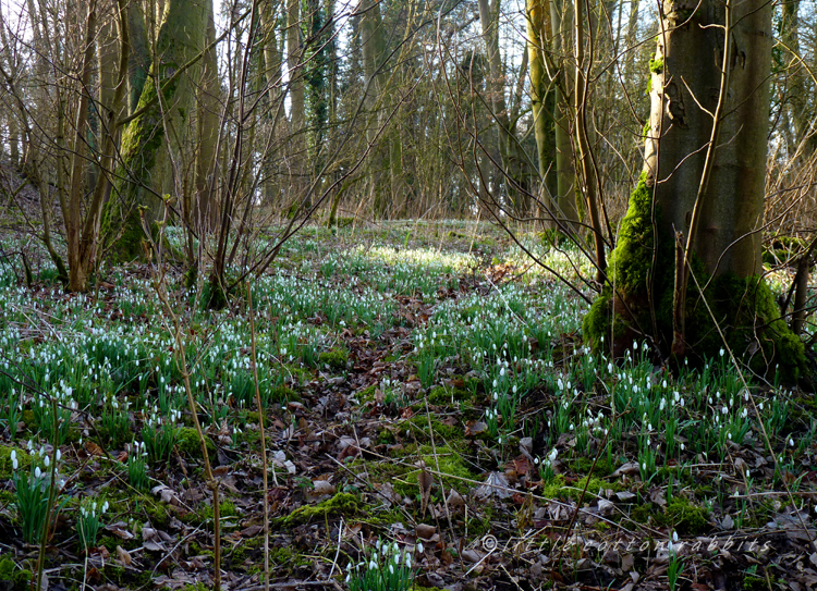 Snowdrop wood