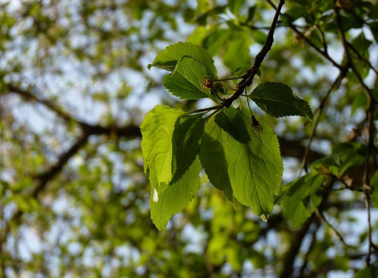 Green plum