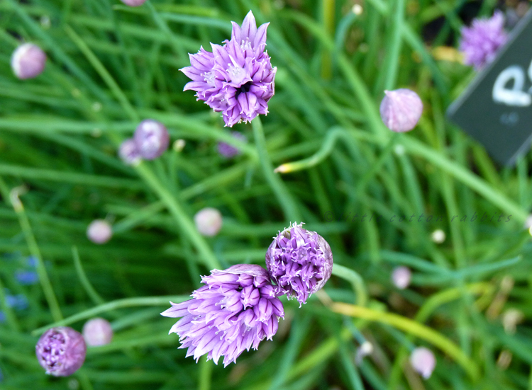 Chives