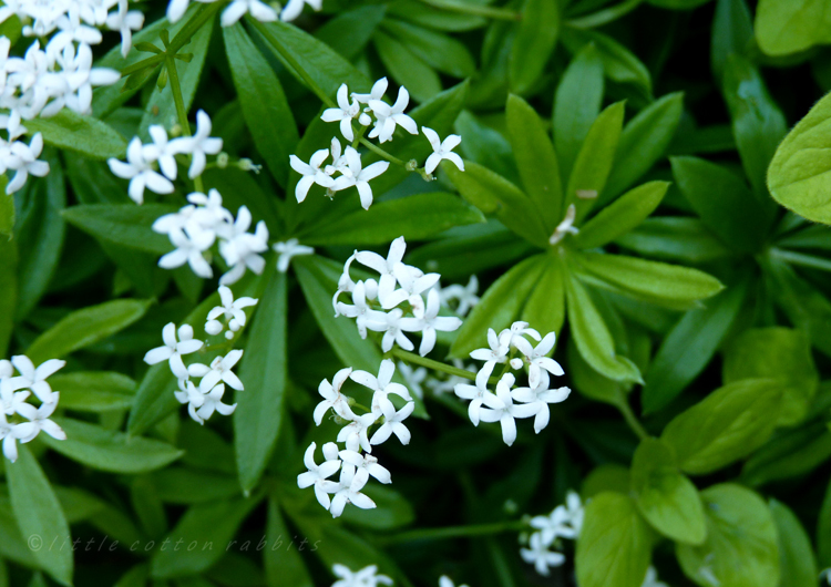 Woodruff