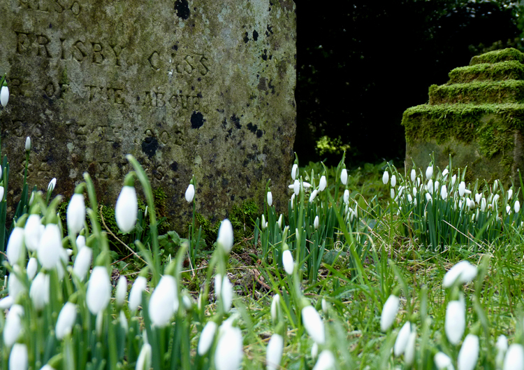 Snowdrops