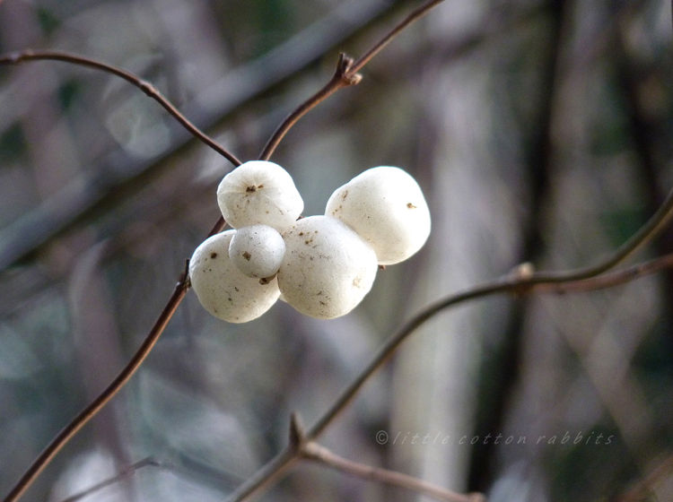 Snowberries