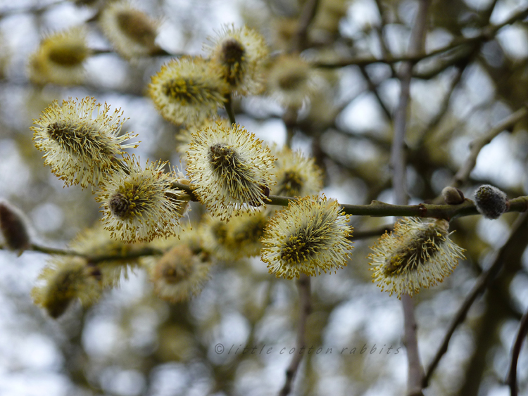 Fluffy catkins