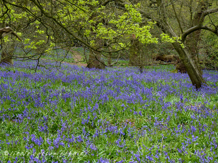 Bluebells