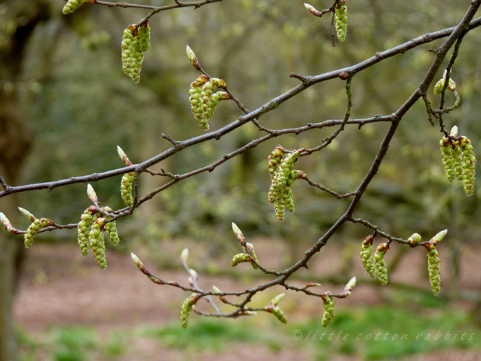 Catkins - Copy