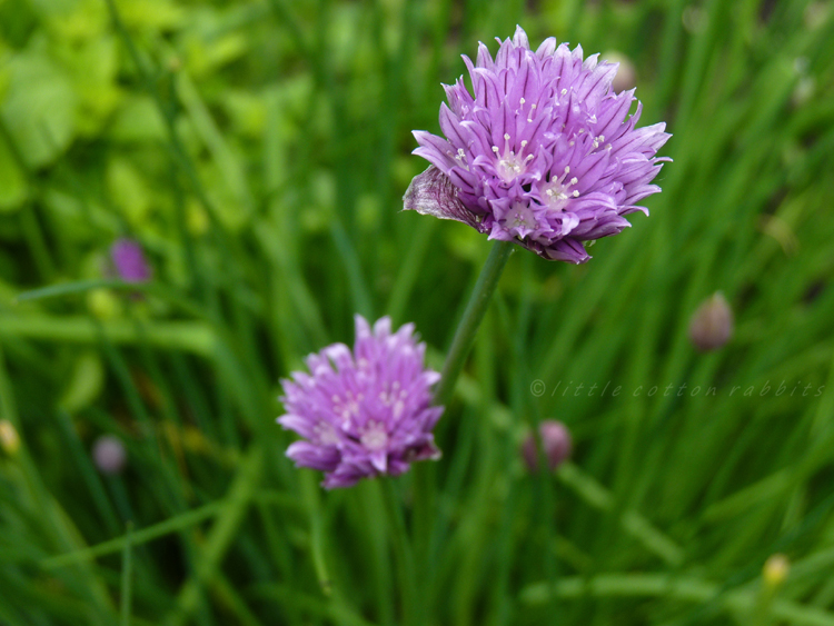 Chive