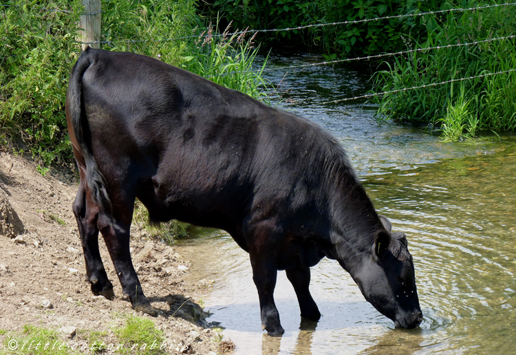 Cowdrink