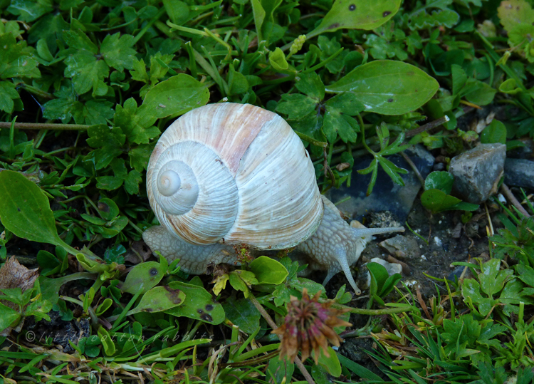Roman snail helix pomatia