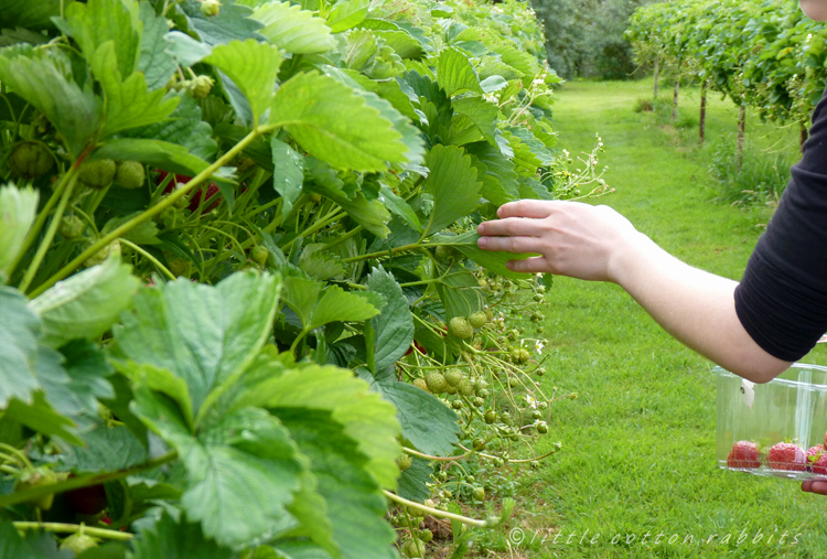 Berry picking