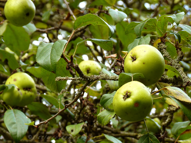 Crabapples