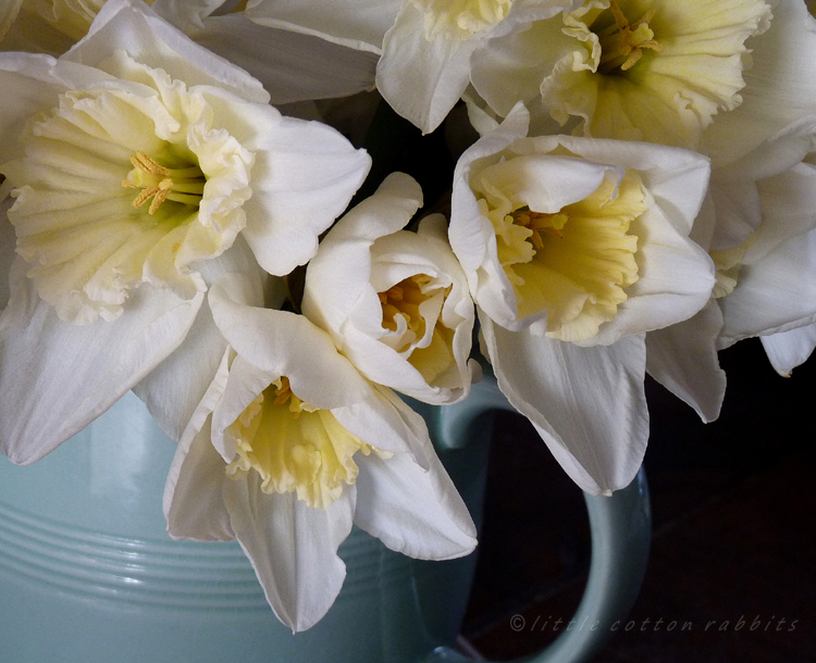 Daffodils Daffodils