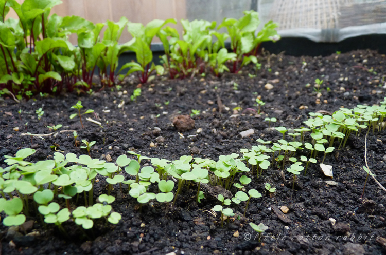 Seedlings