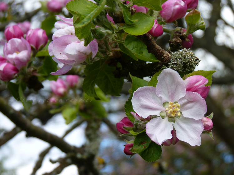 Apple blossom