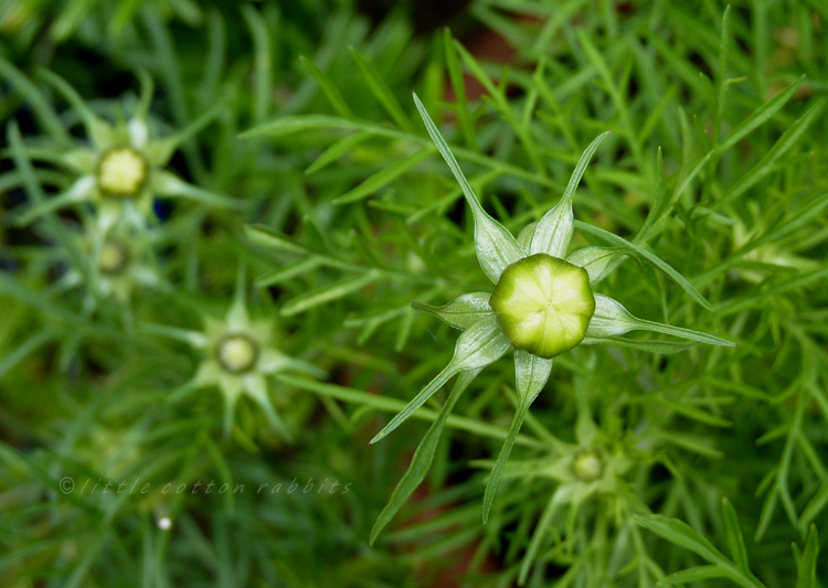 Cosmos buds