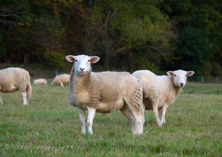 Sheep grazing