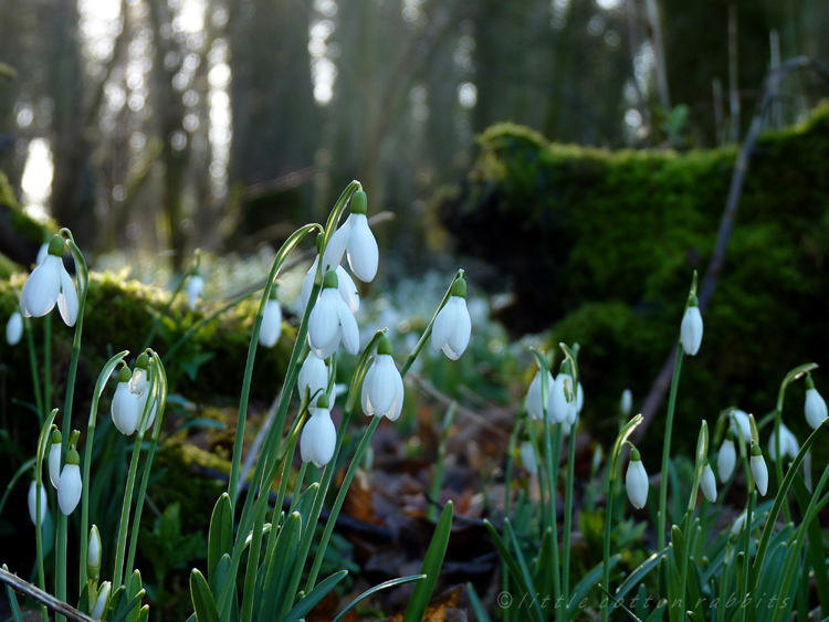 Snowdrops