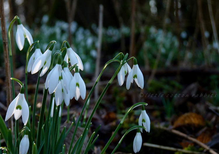 Snowdrops2