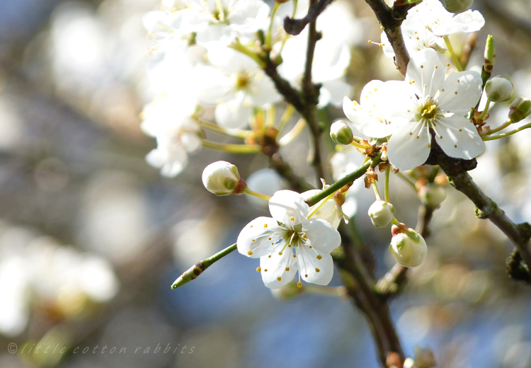 Blossoms