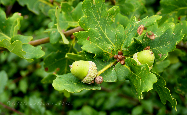 Acorn