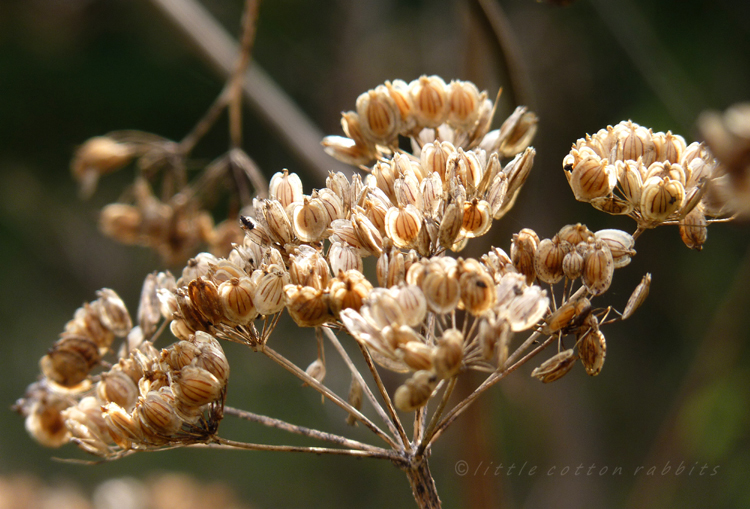 Seedhead