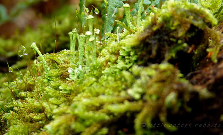 Moss2