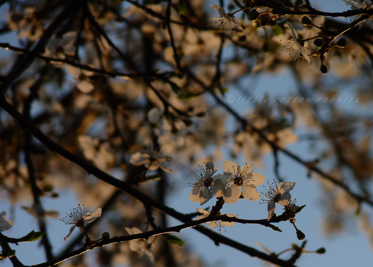 Blossoms