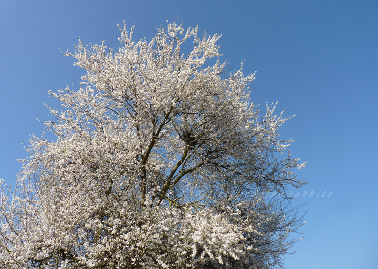 Snowytree