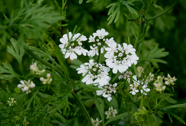 Coriander