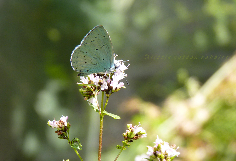 Bluebutterfly