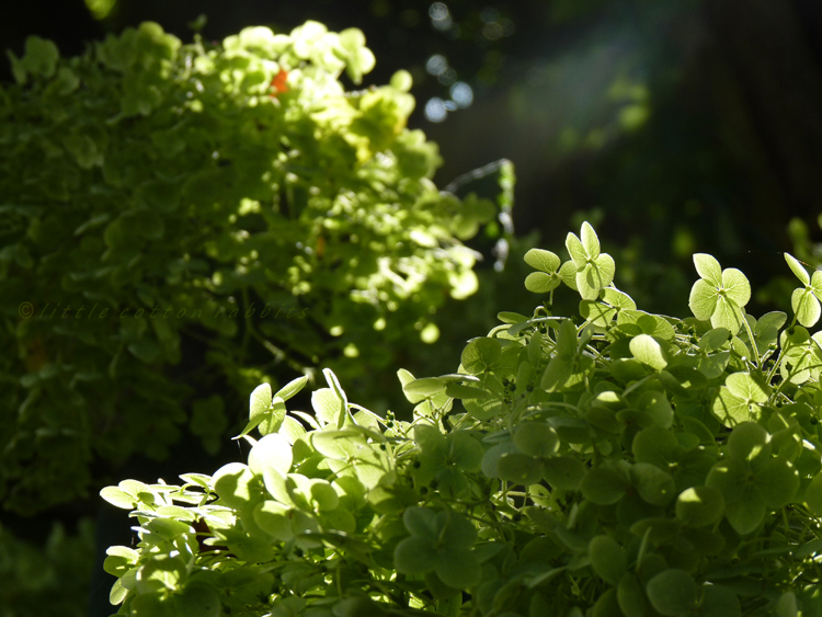 Hydrangeaheads