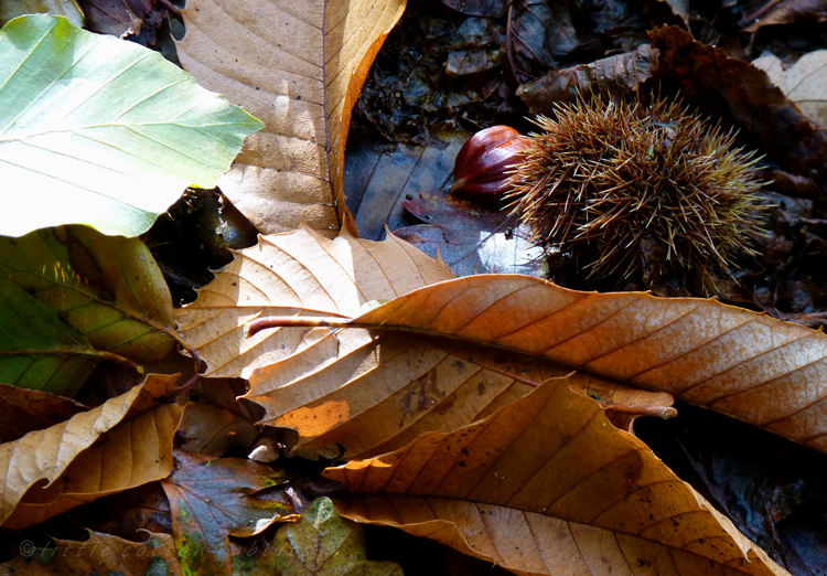 Chestnuts