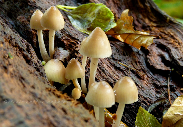 Toadstools