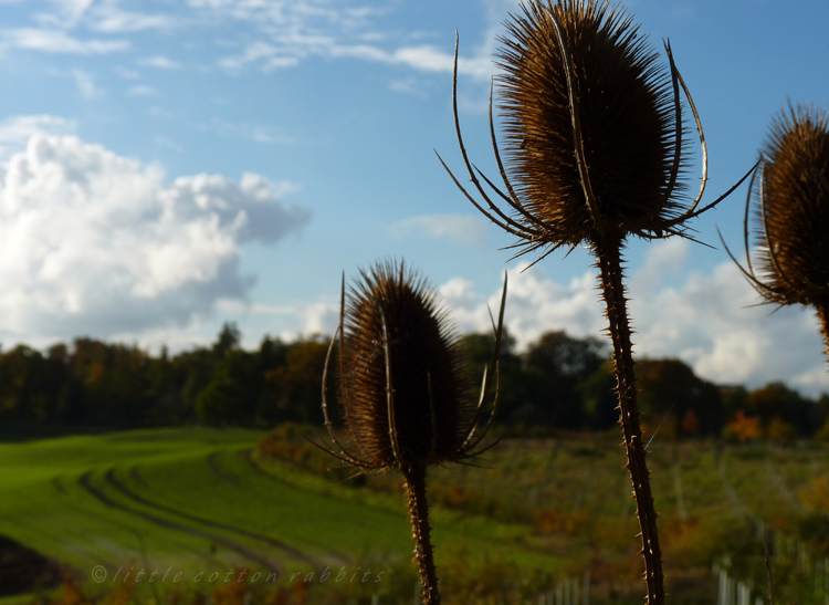 Teasel