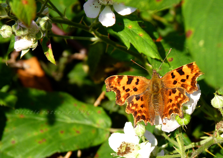 Butterfly - Copy