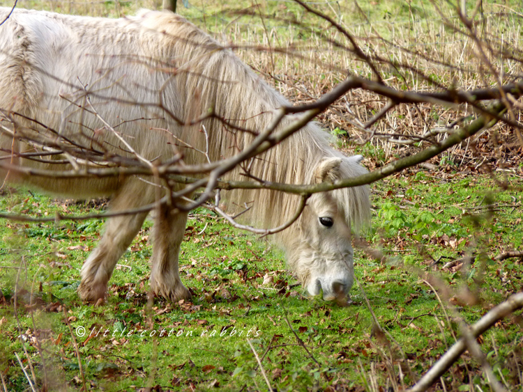 Pony