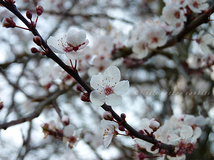 Plum blossom