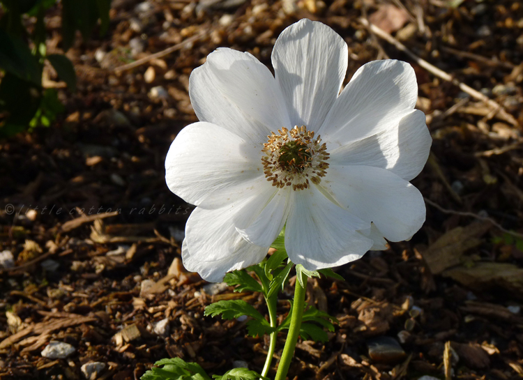 White anemone