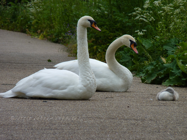 Swans