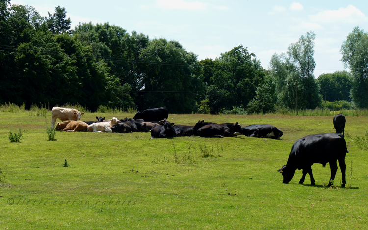 Laying cows