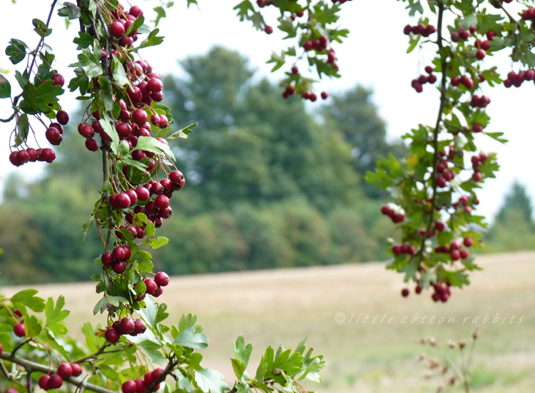 Hawthorn