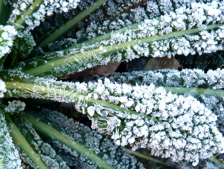 Kale