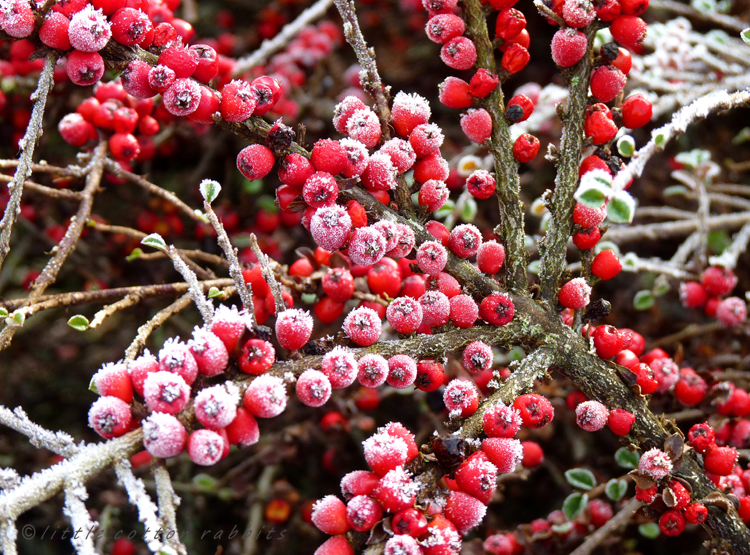 Berries