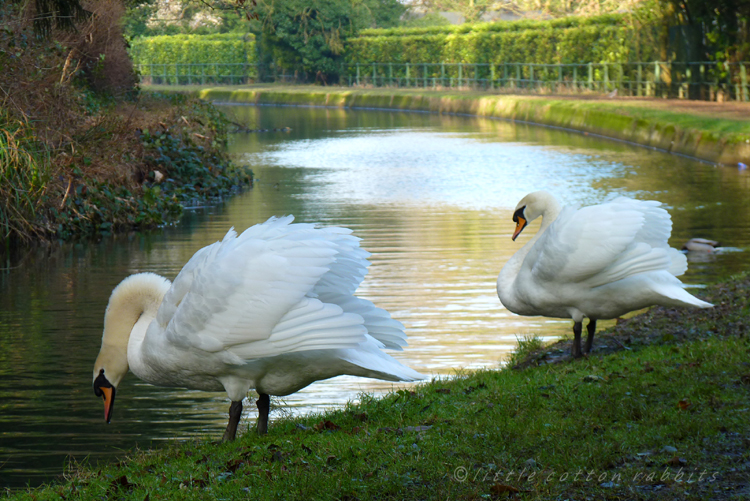 Swans1