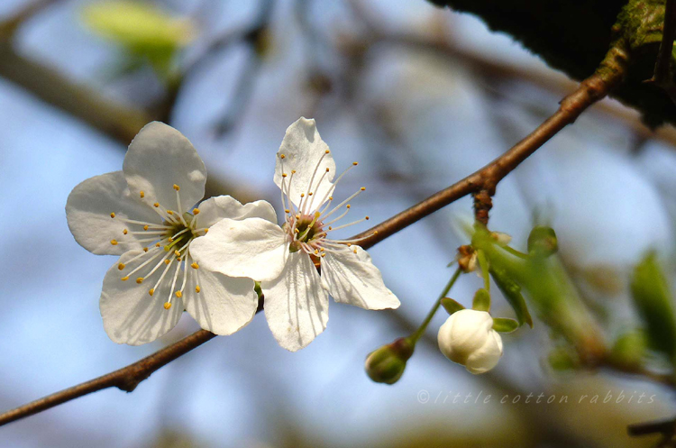 Blossom Blossom