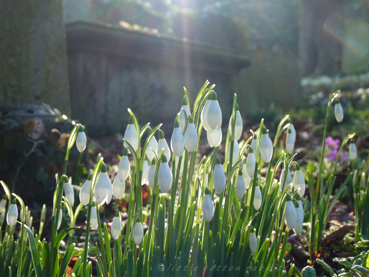 Snowdrops2 Snowdrops2